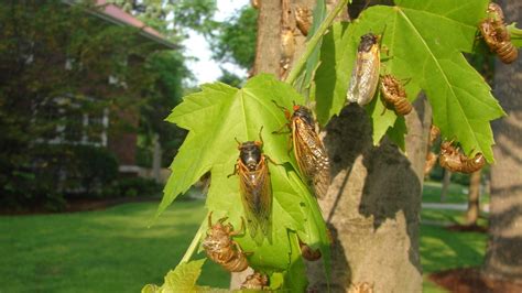 Do Cicadas Pee What To Know Ahead Of The Insects Emergence Nbc Chicago