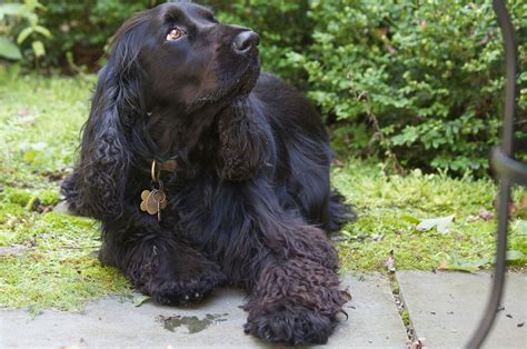 Solid Black Field Spaniel