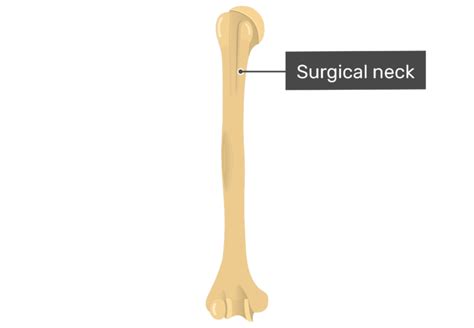 Humerus Anatomical Neck