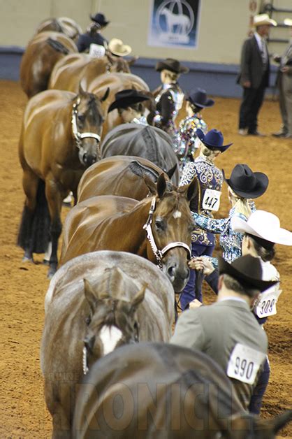 Introducing The Appaloosa Breeders Halter Futurity Equine Chronicle