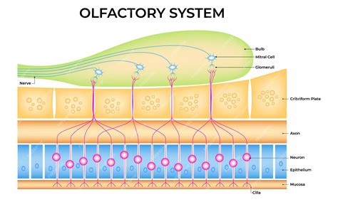 Premium Vector | Olfactory system bulb mitral cell glomeruli cribriform ...