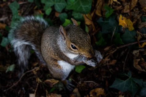 Squirrels in Autumn | The Porch of the Lord