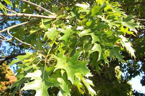 9 Types Of Oak Trees In Ontario ProGardenTips