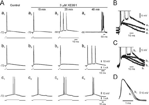 Effects Of XE991 On The Spike ADP And Firing Pattern In A CA1 Pyramidal