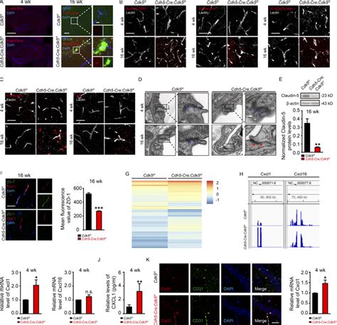 The Expression Of The Chemokine Cxcl Is Increased In Cdh Cre Cdk F F