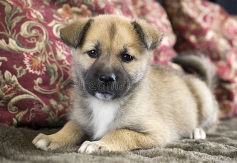 Cute Lab Shepherd Mixed Breed Dog Laying Down Outside Stock Image