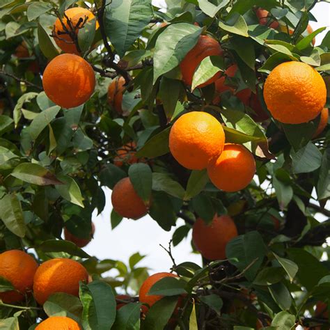 limau sunkist sunkist orange herbalwise holdings