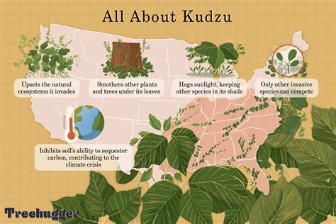 Kudzu: Invasive Plant That Took Over the Southern United States