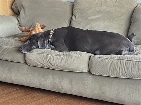 Layla Rae – Great Lakes Weimaraner Rescue