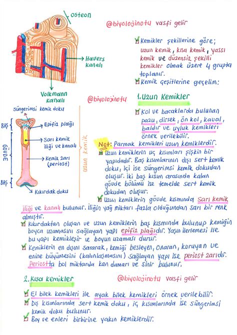 Solution Nsanda Destek Ve Hareket Sistemi Vasfi Gelir Biyoloji Studypool