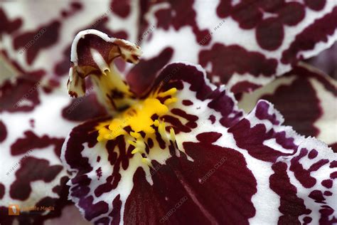 Zimmer Orchidee Odontoglossum Bild Bestellen Naturbilder Bei Wildlife