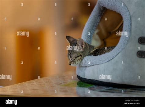 Cat Sleeping In The Basket Stock Photo Alamy