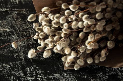 Dried Pussywillow Branches Pussy Willow Etsy