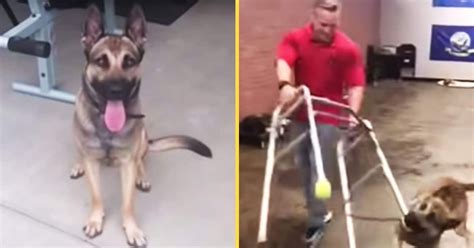 German Shepherd Hilariously Fails His Service Dog Training In Viral Video