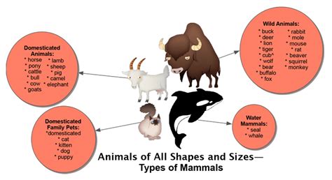 Animals-Types-of-Mammals – TextProject