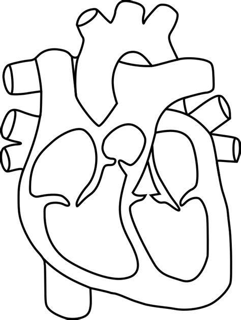 Human Heart - Openclipart