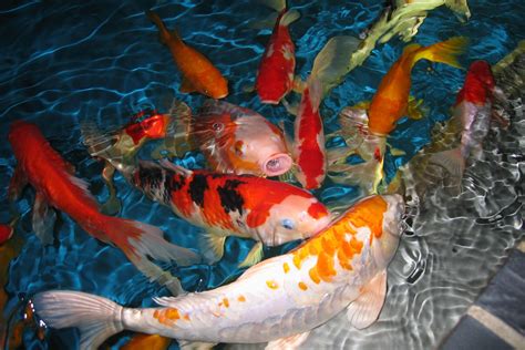 Hd Koi Fish Wallpaper Wallpapersafari