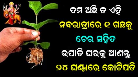 ନବରାତ୍ରୀରେ ଘରକୁ ଉପାଡ଼ି ନେଇ ଆସନ୍ତୁ ଏହି ଗଛର ମୂଳ । ଏହି ଖାସ ଉପାୟ ଦ୍ୱାରା