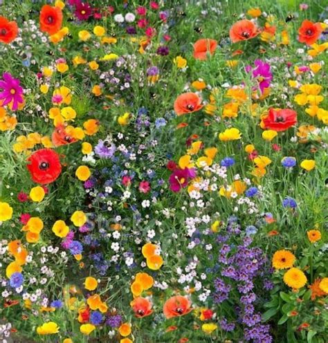 Wildflower Seed Mix: Native Wildflower Seed Mix Butterflies