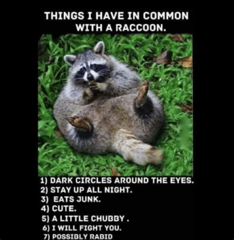 The 25+ Funniest Raccoon Memes, Ranked