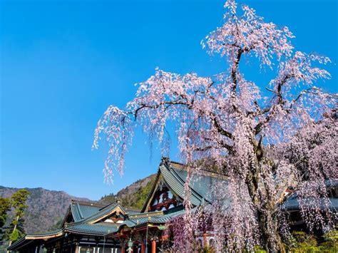 日蓮聖人の魂が宿る身延山久遠寺｜樹齢400年のしだれ桜は必見！ Skyticket 観光ガイド