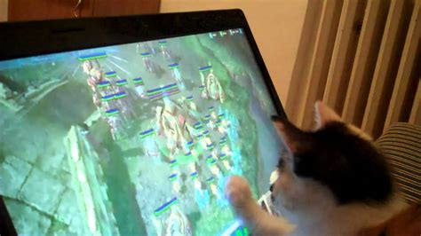 Starcraft Cat Youtube