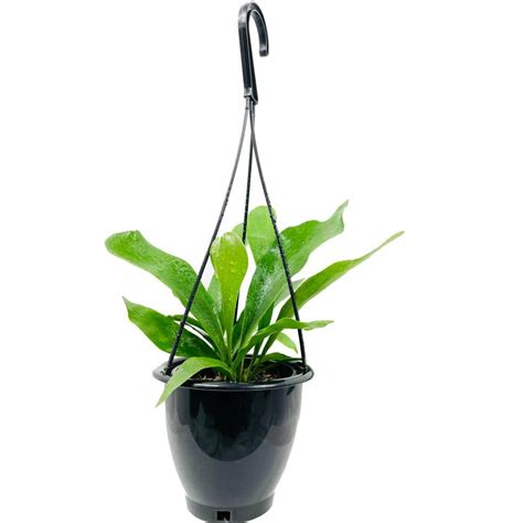 Wekiva Foliage Staghorn Fern Hanging Basket Live Plant In In Hanging