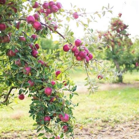 Fruit Trees - Garden Center Point