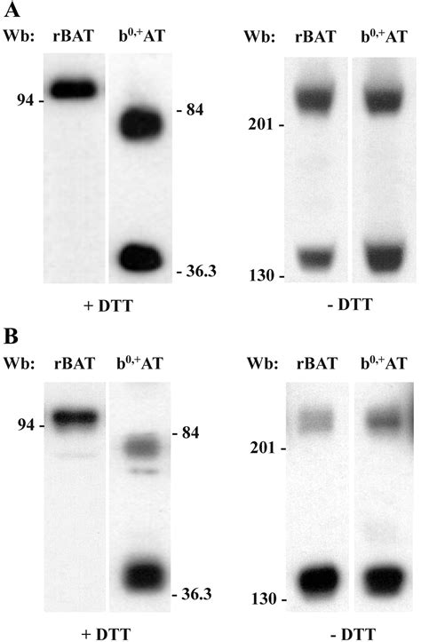 Rbat B At Heterodimer Is The Main Apical Reabsorption System For