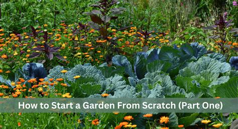 How To Start A Garden From Scratch Part One