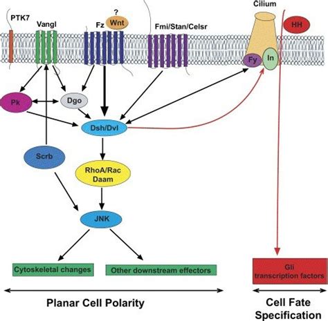 Jnk Signaling Pathway Human Pathology Photos Pictures Videos