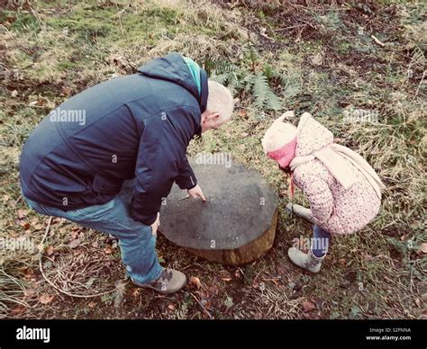 Counting Tree Rings Hi Res Stock Photography And Images Alamy