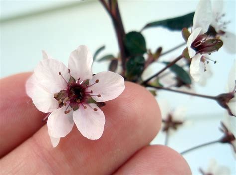 Cistena Plum Shrub 4 Also Called The Purple Leaf Sand Cher Flickr