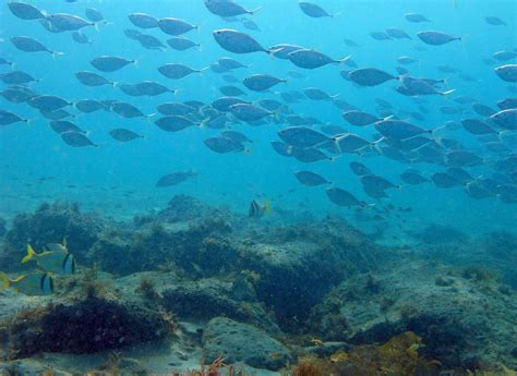 Coral Reefs | Martin County Florida