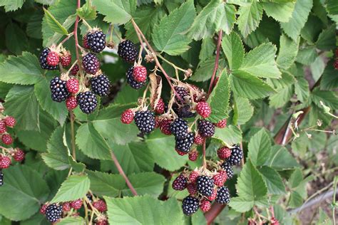 Ежевика Без Шипов Сорта Фото — Фото Картинки