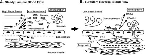 Endothelial Cell Biology And Shear Stress A Steady Laminar Shear