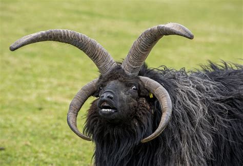 Behold, the Hebridean sheep. Officially my new favorite sheep. : r/sheep