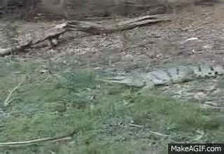 galloping crocodile on Make a GIF