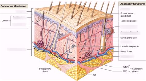 Integumentary System Diagram Quizlet