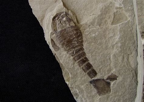 Sea scorpion - Is It Real? How to Recognize Fossil Fabrications - The Fossil Forum