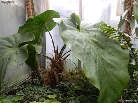 Anthurium Grandifolium