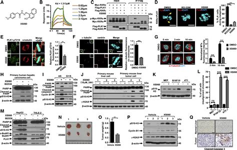 Centrosomal Localization of RXRα Promotes PLK1 Activation and Mitotic