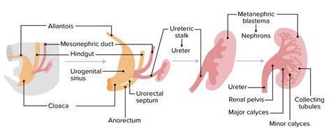 Desarrollo Del Sistema Urogenital Concise Medical Knowledge