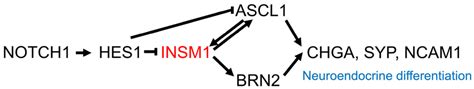 Schematic Of The Complex Pathways Of Neuroendocrine Differentiation