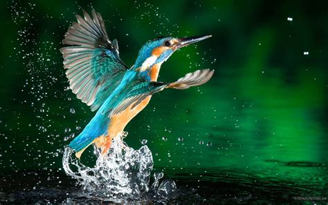 Flying Birds Beautiful Hd Wallpapers 1920 × 1200 Rwallpaper