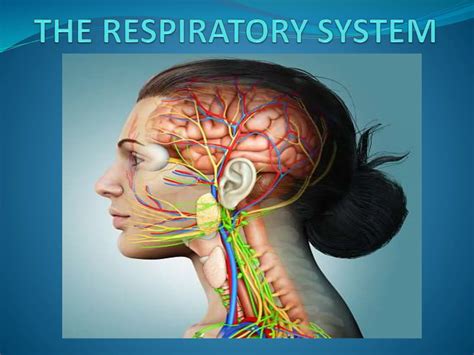 Respiratory System Ppt Anatomy And Physiology Ppt