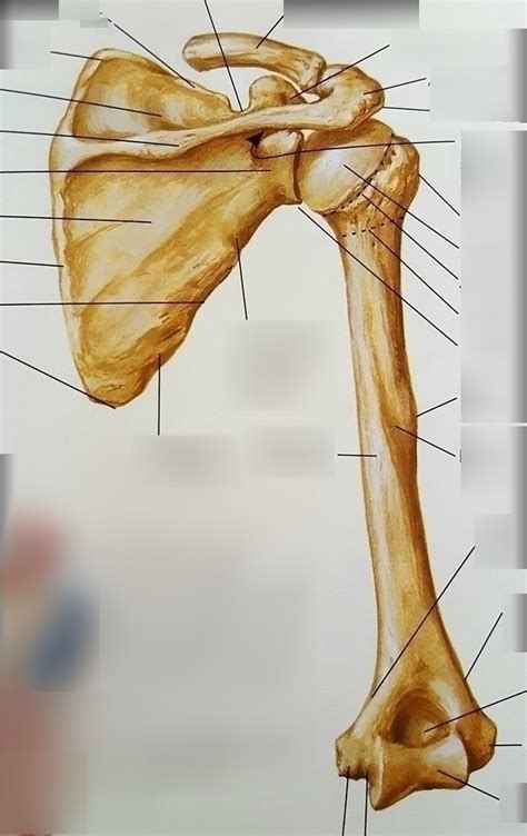 Plate Humerus And Scapula Posterior View Diagram Quizlet The Best