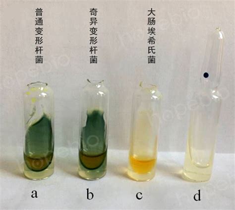 苯丙氨酸酶生化管原理和使用方法