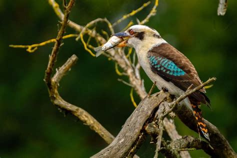 Laughing Kookaburra Facts - CRITTERFACTS