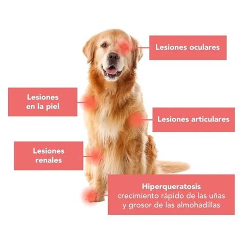 Protecci N Contra La Leishmaniasis En Perros Prevenci N Diagn Stico Y